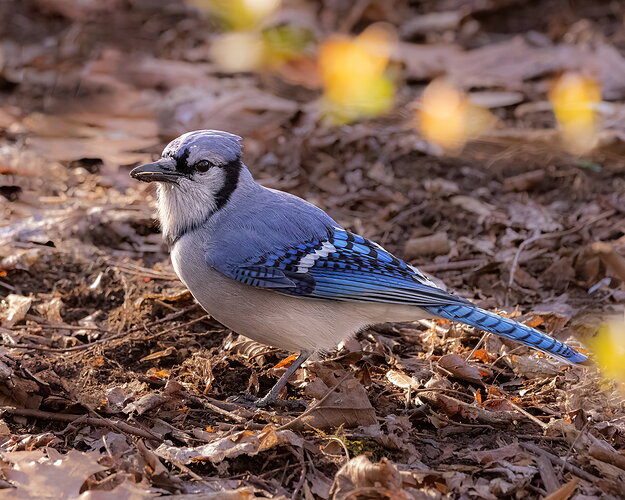 Blue Jay-NPN