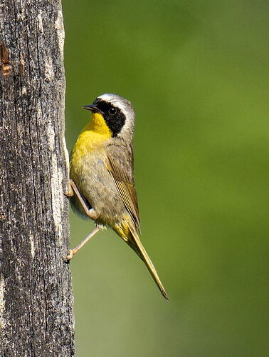 yellowthroat-1-copy copy.jpg