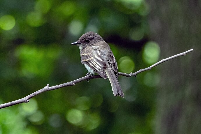 Eastern Wood-Pewee