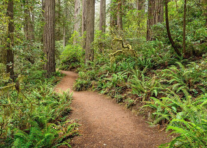 On the heels of a dream