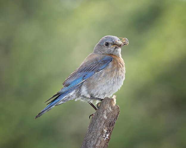 _49A6225-Edit.jpg