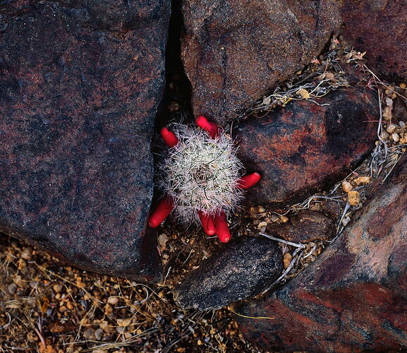 Flor1024_A_16_Cropped_REWORKED