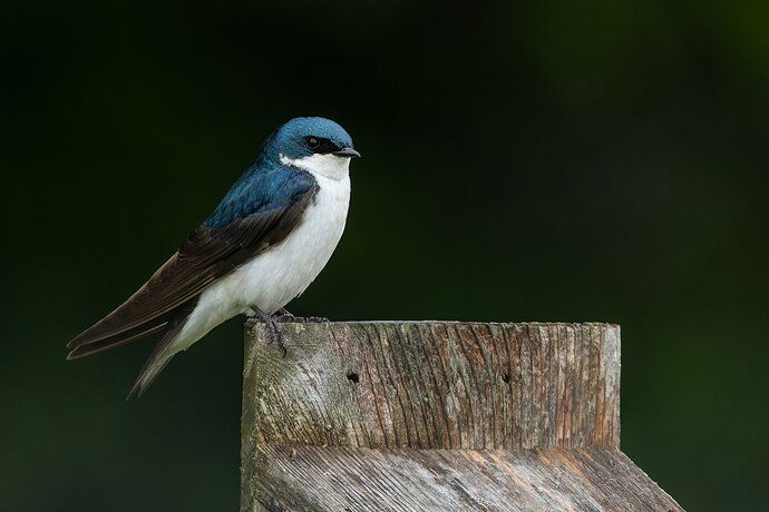 Tree Swallow.jpg