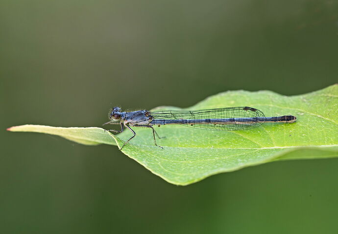 Eastern Forktail.jpg