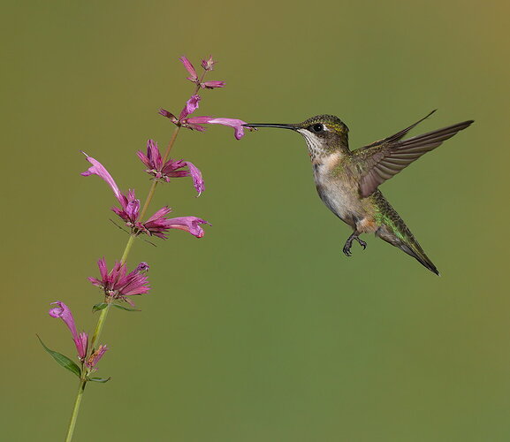 Original - Ruby-throated Hummingbird 117.jpg