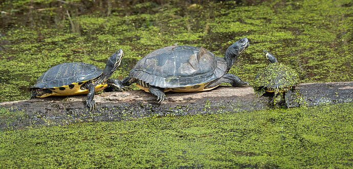 Turtle Family