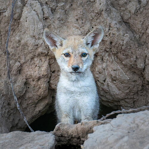 Urban Coyote Pup