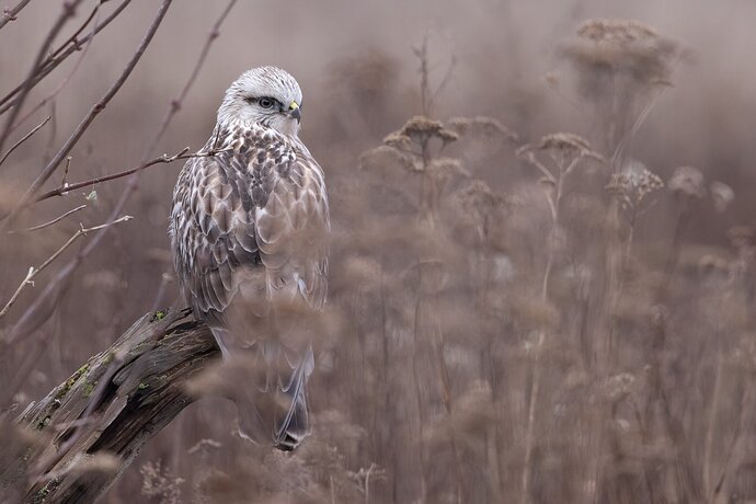Rough-legged Hawk