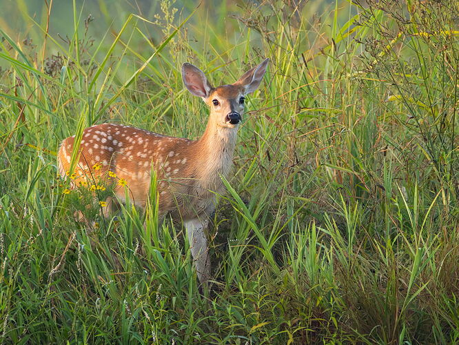 White-tailed deer 29.jpg