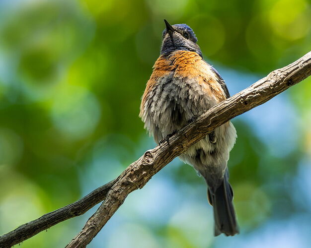 BLUEBIRD.jpg