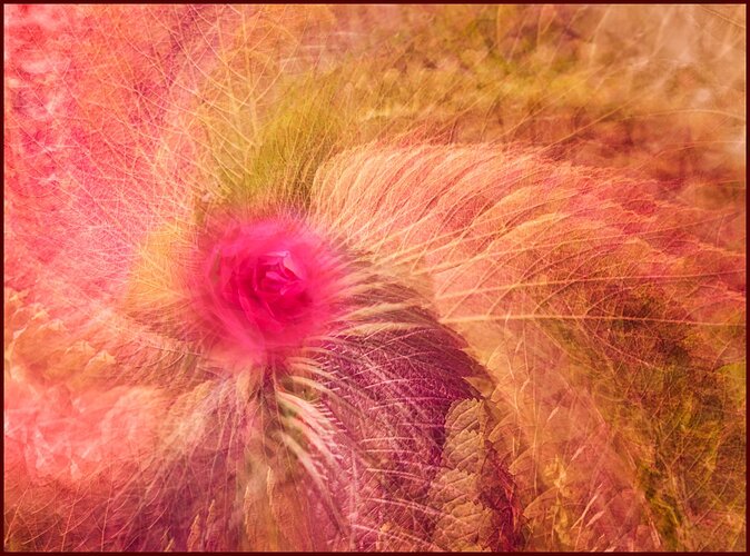 Twirled Rose