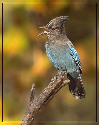 Steller's Jay-NPN2.jpg