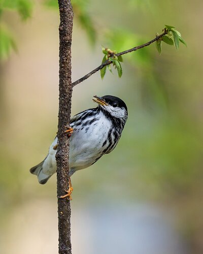 Male Blackpoll Warbler