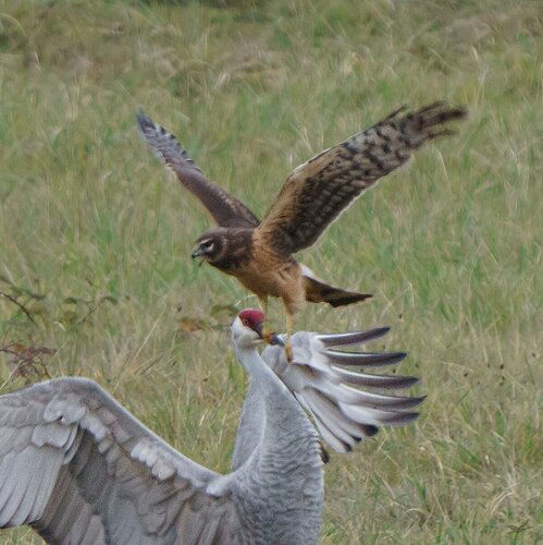 -20201203-_SNY1377-Ridgefield-Edit-Edit