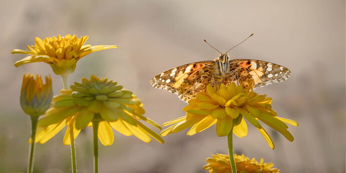 Painted lady with removalDSC03228-Edit-1