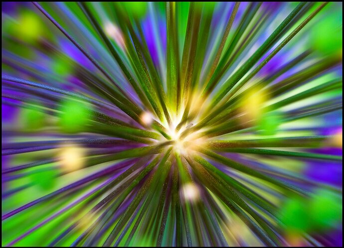 Fire-Works-allium-copy