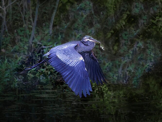 Great Blue in front of my house