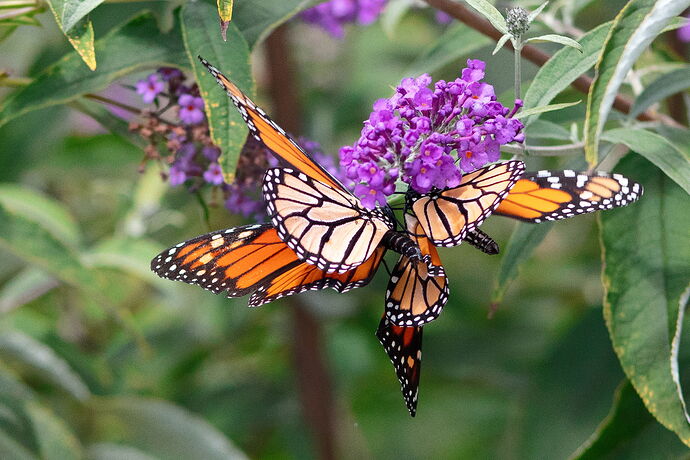 mating butterflies.jpg