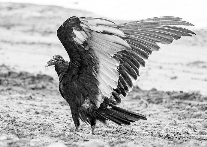 The Beauty of Vultures