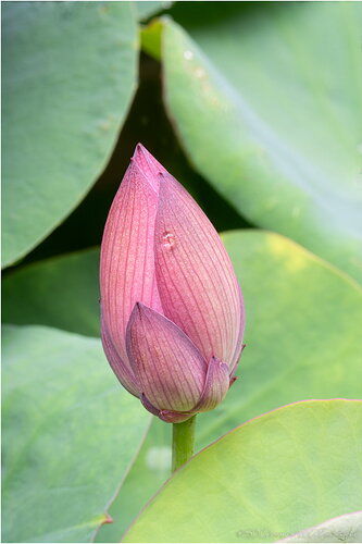 Budding Beauty