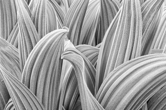 Flalse Hellabore..jpg