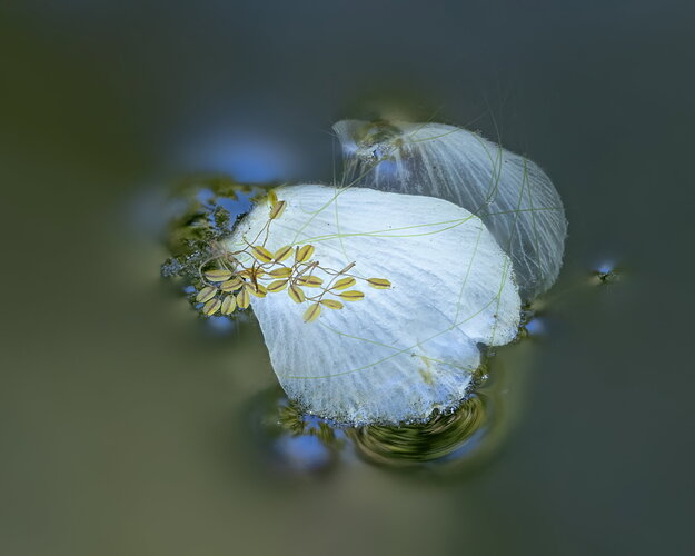 Diane2026-09-12-11.56.02 ZS PMax-Edit-Edit-Edit_MLD
