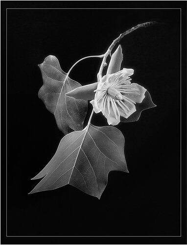 Tulip Tree Blossom #2-Edit-Edit