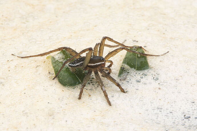 Fishing Spider.jpg