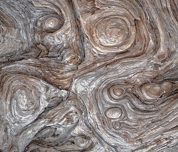 Van Gogh Driftwood.jpg