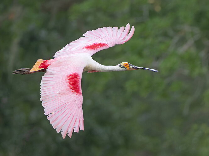 Roseate Spoonbill 21