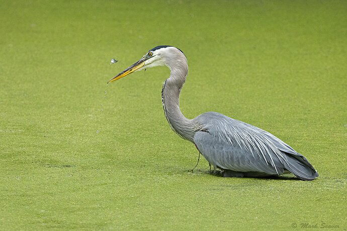 Attempted Escape-2.jpg