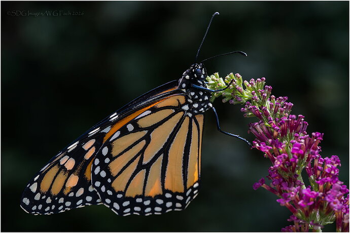 Serendipitous-Debutante-2-79940A7r3-26