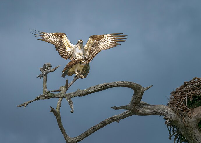 Osprey Couple Starting a Family (Another season, another reason, for making whoopee)