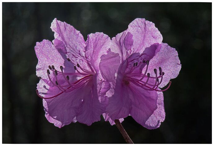 Wild Azaleas