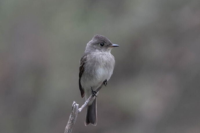Western wood peewee.jpg