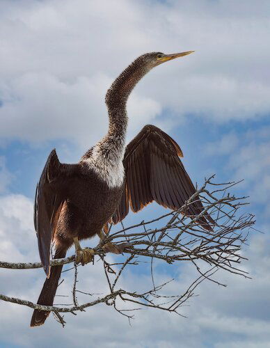 Male Anhinga