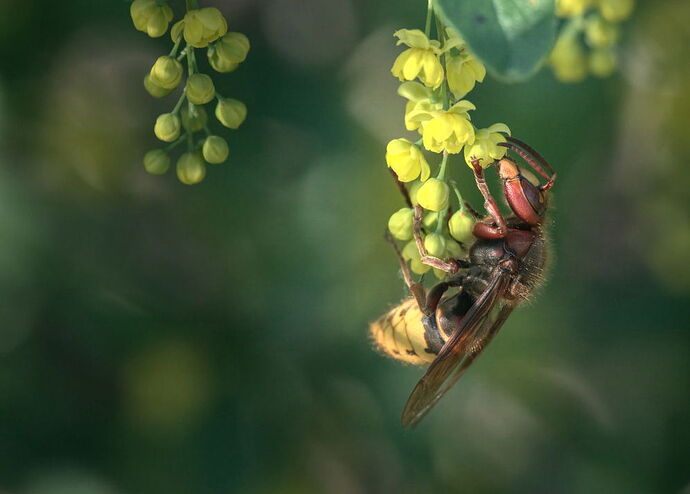 Kathrin-2025-05-01_Vespa-crabro_scaled copy