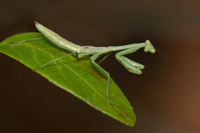 Original - Praying Mantis 1.jpg