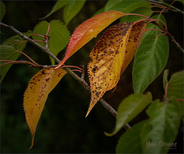 Revision 2 - Autumn leaves in focus20260902-DSC03502-Edit.jpg