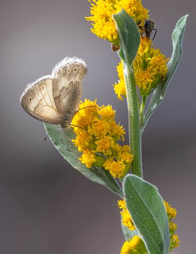 Ca. Ringlet in Goldenrod.jpg