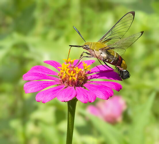 Pellucid-Hawkmoth.jpg