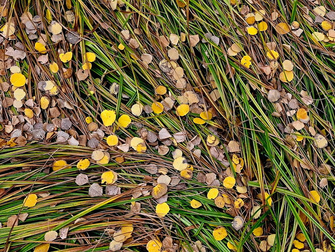 Aspen-Glade-Detail-3