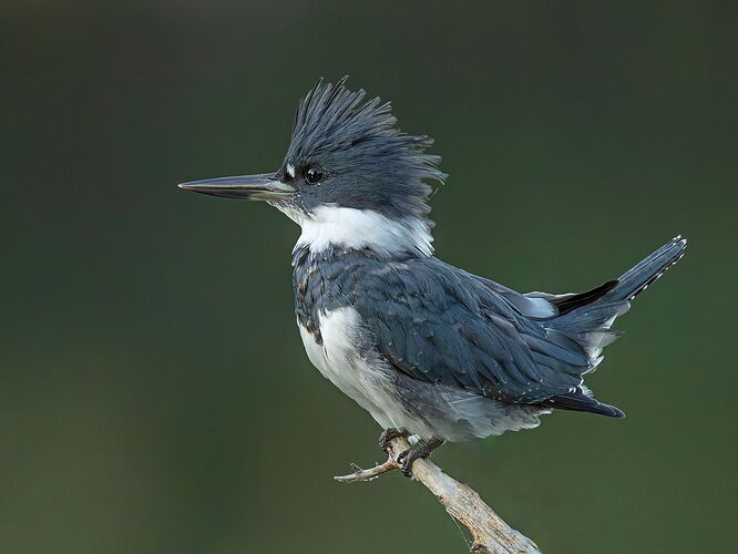 Belted Kingfisher 111.jpg
