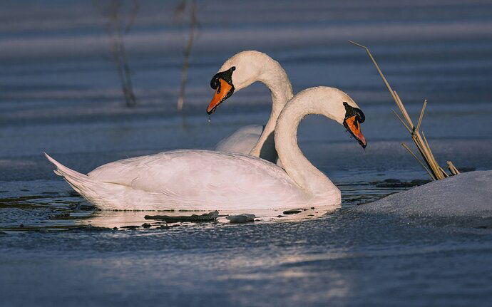 swan_redo2 - recrop AS