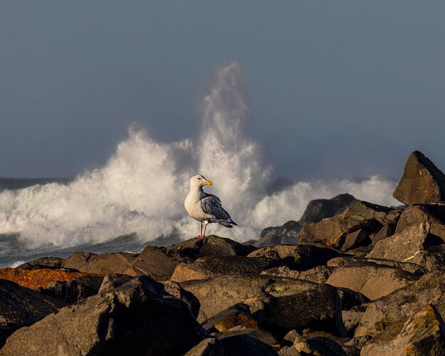 Western Gull-NPN3.jpg
