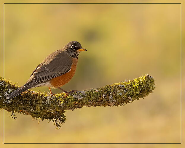 American Robin on Branch-NPN.jpg