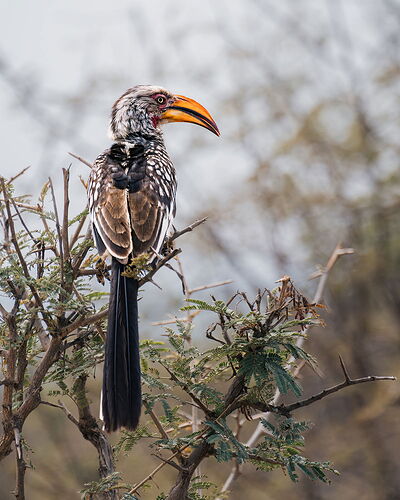 20251014_Africa_MadikweGameReserve_2677-001.jpg