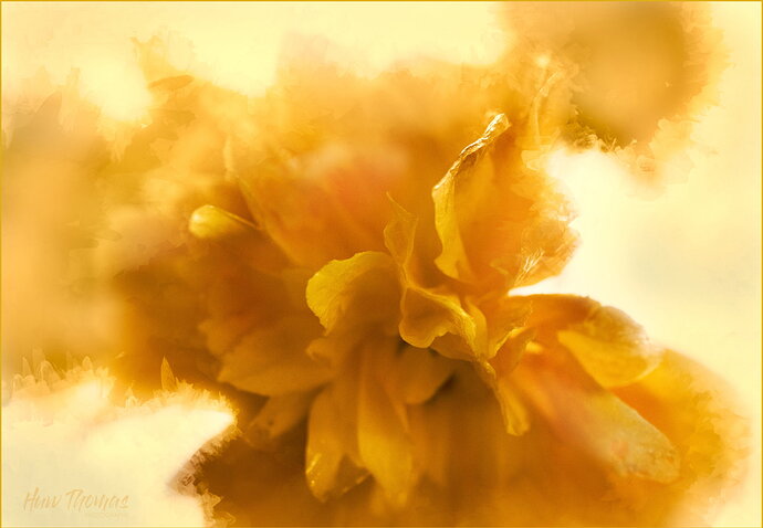 Original - Kerria Japonica Ice treatment.jpg