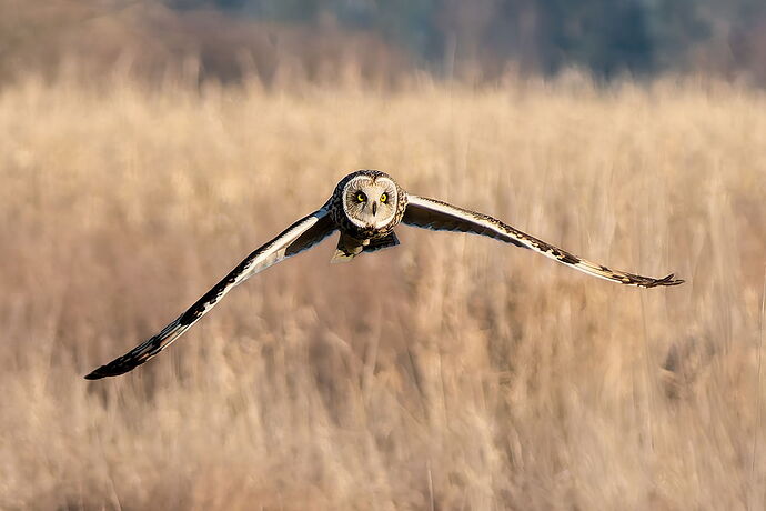 20260119_Washington_SkagitValley_Birds_545-001