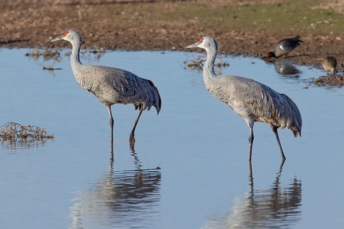 sandhill-cranes-whiterwater-2277.jpg